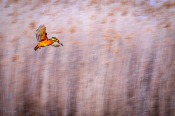 空飛ぶ鳥 キングフィッシャーだ 黄色の自然背景 — ストック写真