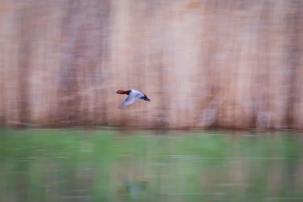空飛ぶ鳥 背景をぼかす 抽象的な性質 カラフルな自然背景 — ストック写真