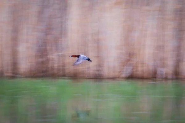 Flying Birds Motion Blur Background Abstract Nature Colorful Nature Background — Stock Photo, Image