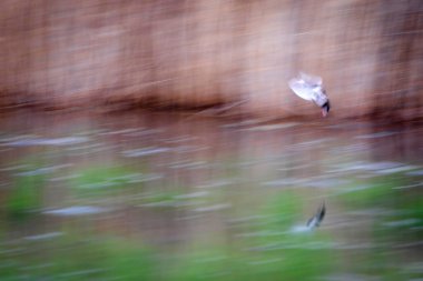 Uçan kuşlar. Hareket bulanık arkaplan. Soyut doğa. Renkli doğa arkaplanı.