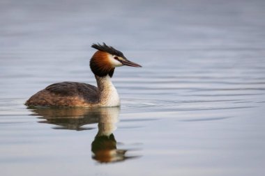 Yüzen kuş. Büyük ibikli Grebe. Podiseps kristali. Su doğası arka planı.