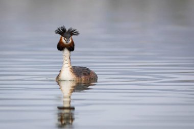 Yüzen kuş. Büyük ibikli Grebe. Podiseps kristali. Su doğası arka planı.