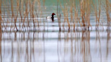 Yüzen ördek. Sıradan Pochard. (Aythya ferina) Doğa arkaplanı. 