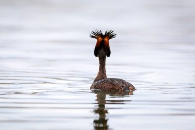 Yüzen kuş. Büyük ibikli Grebe. Podiseps kristali. Su doğası arka planı.