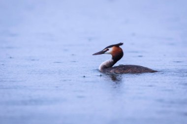 Yüzen kuş. Büyük ibikli Grebe. Podiseps kristali. Su doğası arka planı.