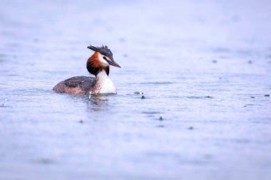 Yüzen kuş. Büyük ibikli Grebe. Podiseps kristali. Su doğası arka planı.
