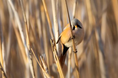 Sevimli küçük kuş. Sakallı Reedling. (Panurus biarmicus). Doğa arkaplanı.