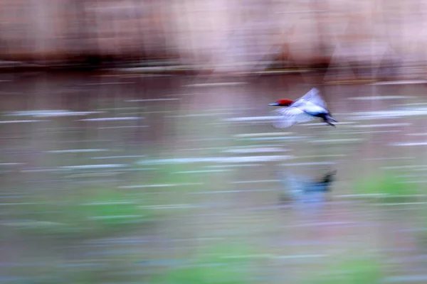 Flying Birds Motion Blur Background Abstract Nature Colorful Nature Background — Stock Photo, Image