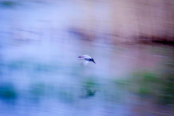 Flying Birds Motion Blur Background Abstract Nature Colorful Nature Background — Stock Photo, Image