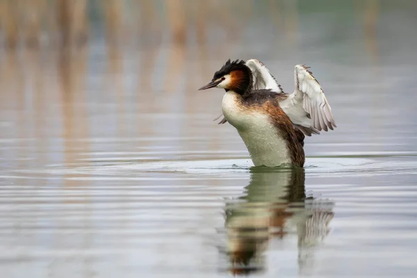 会游泳的鸟伟大的令人难以置信的格雷贝 Podiceps Cristatus 水的自然背景 — 图库照片