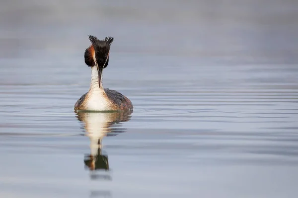 Pássaro Nadador Grande Grebe Crested Podiceps Cristatus Fundo Natureza Água — Fotografia de Stock