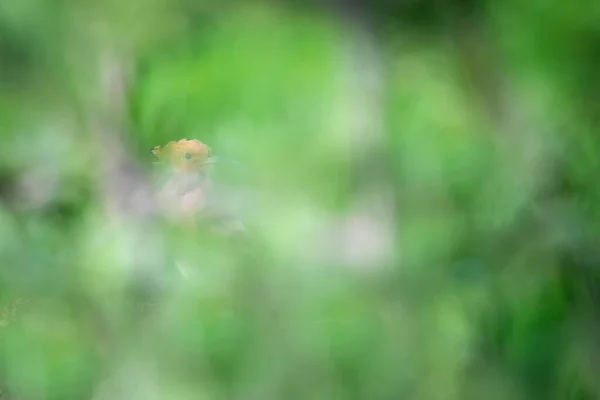 Cute Bird Eurasian Hoopoe Upupa Epops Nature Background — Stock Photo, Image