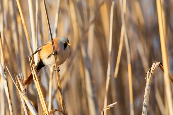 Niedlicher Kleiner Vogel Bärtiger Riedling Panurus Biarmicus Hintergrund Natur — Stockfoto