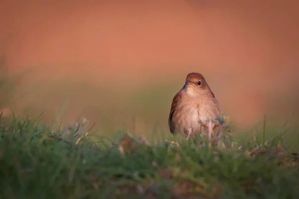 Cute Little Bird Common Nightingale Luscinia Megarhynchos Nature Background — Stock Photo, Image