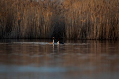 Kuşlar bayılır. Büyük ibikli Grebe. (Podiceps kristali) Doğa arkaplanı.
