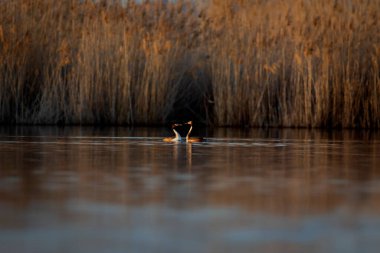 Kuşlar bayılır. Büyük ibikli Grebe. (Podiceps kristali) Doğa arkaplanı.