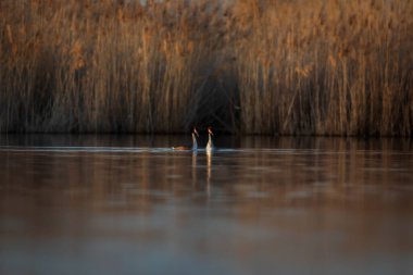 Kuşlar bayılır. Büyük ibikli Grebe. (Podiceps kristali) Doğa arkaplanı.