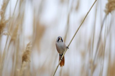 Sevimli küçük kuş. Sakallı Reedling. (Panurus biarmicus). Doğa arkaplanı.