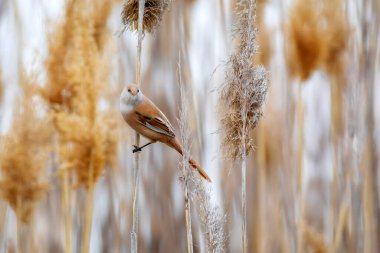 Sevimli küçük kuş. Sakallı Reedling. (Panurus biarmicus). Doğa arkaplanı.