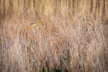 Kamuflaj hayvanları. Balıkçıl avlamak. Mor balıkçıl. (Ardea purpurea) Sarı doğa arkaplanı.