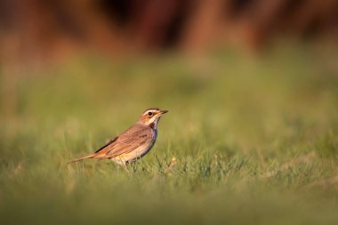 Sevimli kuş. Renkli doğal arka plan. Yaygın bir kuş Bluethroat. Luscinia svecica.