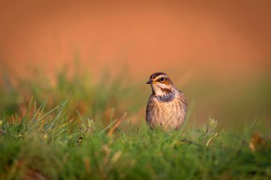 Sevimli kuş. Renkli doğal arka plan. Yaygın bir kuş Bluethroat. Luscinia svecica.