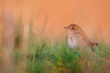 Sevimli küçük kuş. Sıradan Nightingale. (Luscinia megarhynchos) Doğa arkaplanı.