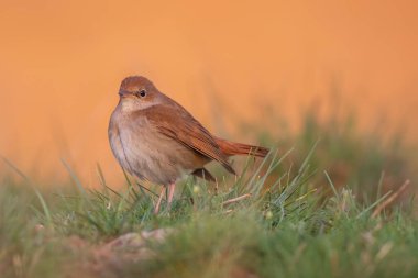 Sevimli küçük kuş. Sıradan Nightingale. (Luscinia megarhynchos) Doğa arkaplanı.