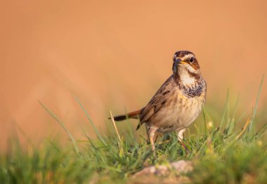Sevimli kuş. Renkli doğal arka plan. Yaygın bir kuş Bluethroat. Luscinia svecica.
