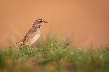 Sevimli kuş. Renkli doğal arka plan. Yaygın bir kuş Bluethroat. Luscinia svecica.