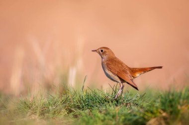 Sevimli küçük kuş. Sıradan Nightingale. (Luscinia megarhynchos) Doğa arkaplanı.