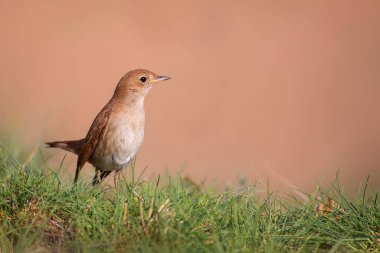 Sevimli küçük kuş. Sıradan Nightingale. (Luscinia megarhynchos) Doğa arkaplanı.