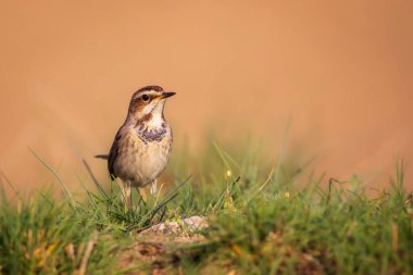 Sevimli kuş. Renkli doğal arka plan. Yaygın bir kuş Bluethroat. Luscinia svecica.