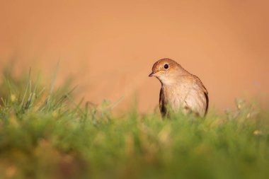Sevimli küçük kuş. Sıradan Nightingale. (Luscinia megarhynchos) Doğa arkaplanı.