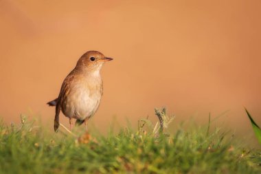 Sevimli küçük kuş. Sıradan Nightingale. (Luscinia megarhynchos) Doğa arkaplanı.