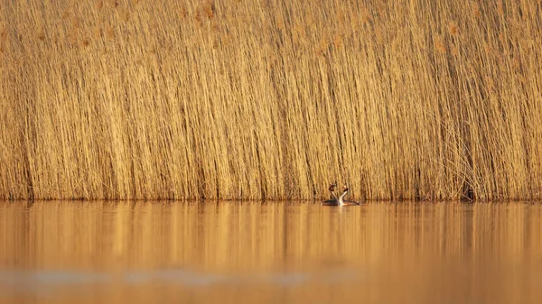 Kuşlar bayılır. Büyük ibikli Grebe. (Podiceps kristali) Doğa arkaplanı.