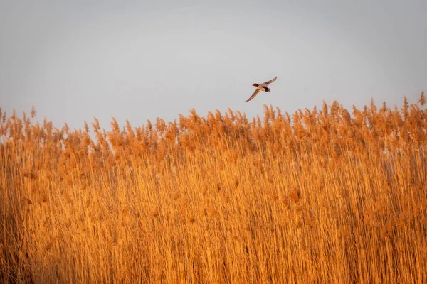 空飛ぶアヒル 自然背景 Duck 共通ポシェード アティヤ フェリーナ — ストック写真