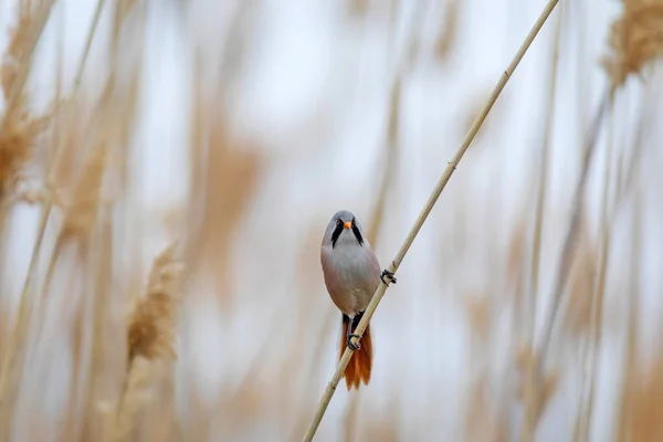 Roztomilý Ptáček Vousatý Reedling Panurus Biarmicus Pozadí Přírody — Stock fotografie