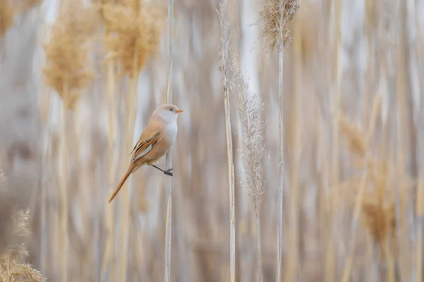 Söt Liten Fågel Skäggiga Reedling Panurus Biarmicus Naturbakgrund — Stockfoto