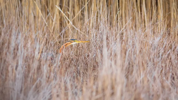 Animali Mimetici Caccia Aironi Airone Viola Ardea Purpurea Giallo Sfondo — Foto Stock