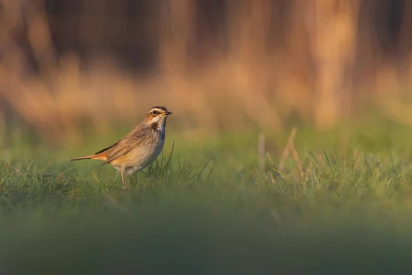 Cute bird. Colorful natural background. Bird: Common bird Bluethroat. Luscinia svecica.