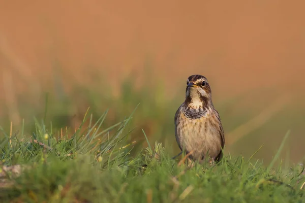 Cute bird. Colorful natural background. Bird: Common bird Bluethroat. Luscinia svecica.