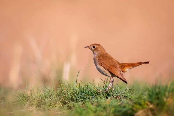 Sevimli küçük kuş. Sıradan Nightingale. (Luscinia megarhynchos) Doğa arkaplanı.