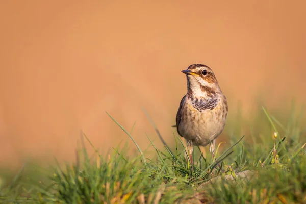 Leuke Vogel Kleurrijke Natuurlijke Achtergrond Vogel Gewone Vogel Bluethroat Luscinia — Stockfoto