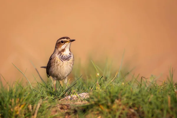 Симпатичная Птичка Красочный Естественный Фон Птица Обычная Птица Bluethroat Luscinia — стоковое фото