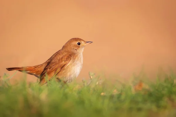 Joli Petit Oiseau Rossignol Commun Luscinia Megarhynchos Contexte Naturel — Photo