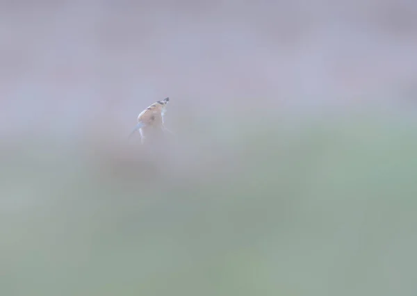 Sevimli Kuş Avrasya Hoopoe Upupa Epops Doğa Arkaplanı — Stok fotoğraf