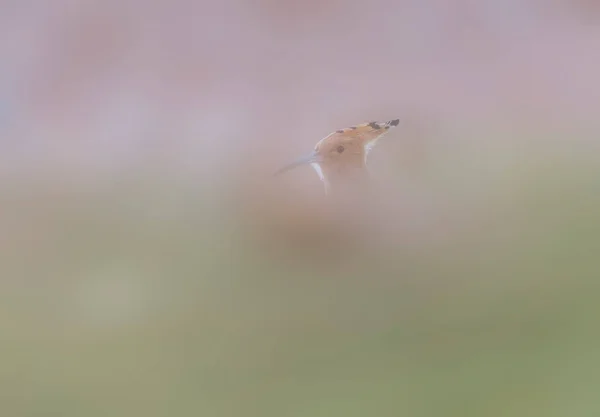 Sevimli Kuş Avrasya Hoopoe Upupa Epops Doğa Arkaplanı — Stok fotoğraf