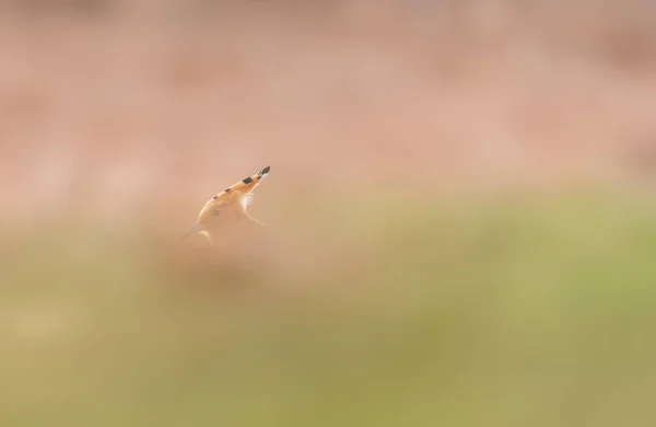 Bell Uccello Upupa Eurasiatica Upupa Esplode Sfondo Della Natura — Foto Stock