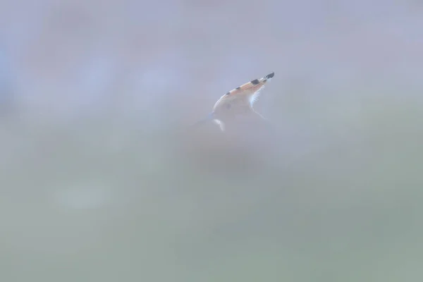 Lindo Pájaro Hoopoe Eurasiático Upupa Epops Fondo Naturaleza — Foto de Stock